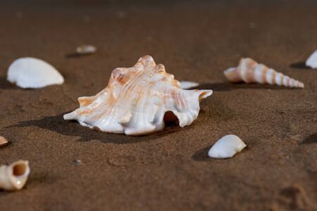 Summer time concept with Sea Shells on wet sand near the water on the beach at sunrise.の写真素材