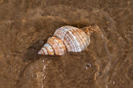 Striped Fox Horse Conch on wet sand on the beach at sunrise. Pleuroploca trapezium. Natural...