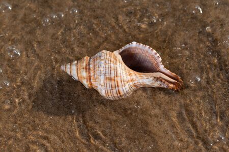 Striped Fox Horse Conch on wet sand on the beach at sunrise. Pleuroploca trapezium. Natural...