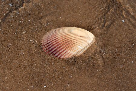 Scallop Shell  on wet sand on the beach at sunrise. Pectinidae. Natural Seashell. Vacation concept.の写真素材