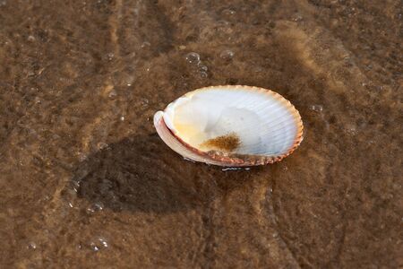 Scallop Shell  on wet sand on the beach at sunrise. Pectinidae. Natural Seashell. Vacation concept.