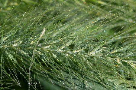 Green Grass with Dew Drops in the prairie field of the sanctuary park in the morning sun. Summer nature background with water droplets.の写真素材