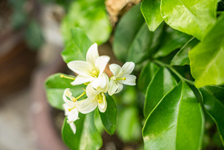 White flowers of Murraya paniculata, Jasminul portocal (Murraya exotica, Chalcas paniculata sau...