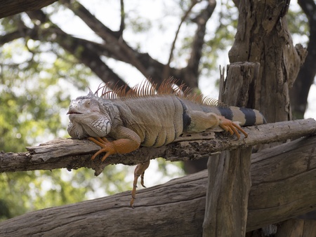 The iguana on logのeditorial素材