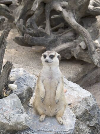 Meerkat in open zoo, Thailandのeditorial素材