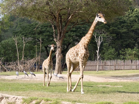 Giraffe walking in the open zoo , Thailandのeditorial素材