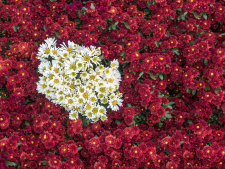 Beautiful flowers of chrysanthemumsの写真素材