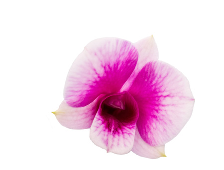 Yukidian orchid , pink orchidの写真素材