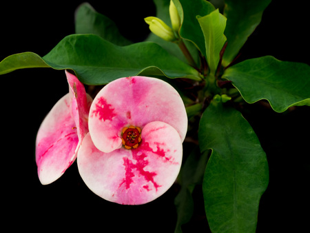 close up shot of crown of throns flowers, Euphorbia milli, with green leavesの写真素材