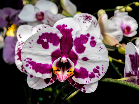 White Moth orchids with purple spots bloomingの写真素材