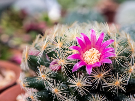 Beautiful tiny flowers on a Mammillaria cactusの写真素材