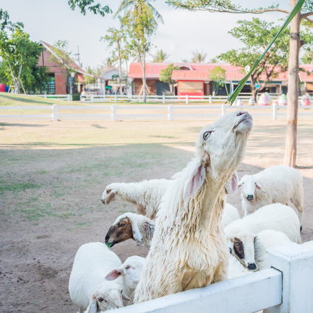 Bunch of sheeps crowded on fence waiting for foodの写真素材