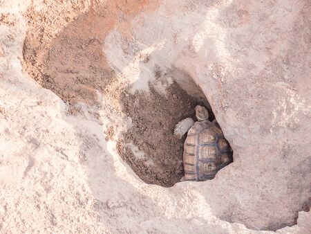 Female tortoise laying eggsの写真素材