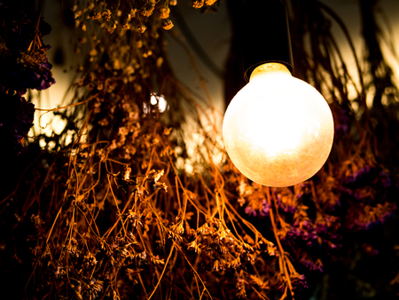 vintage incandescent light bulb filament on black, dry flower in backgroundの写真素材
