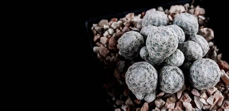 Top view of Mammillaria humboldti cactus in pot on Black background , cactus flowersの写真素材