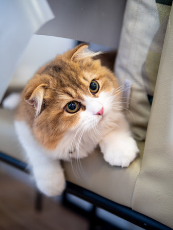 Persian cat lay down on the sofa and looked at something