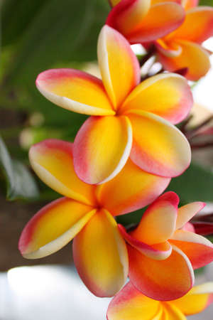 Red and Yellow Plumeria Flowersの写真素材