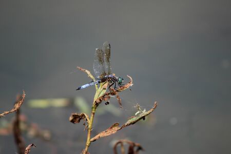 Insect