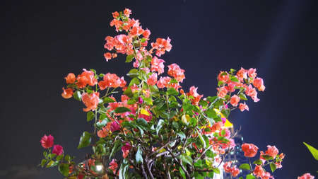 night flower with bright sun lightの写真素材