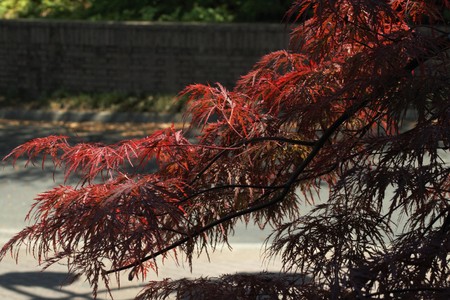 Red Maple, back drop.の写真素材