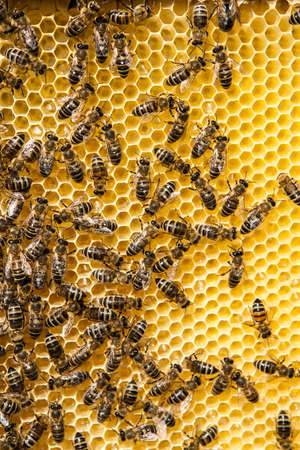 Close up view of the working bees on honey cellsの写真素材