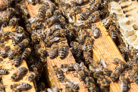 bees on honeycomb in a beehive. Honeybees are a genus of the family of the Real bees.