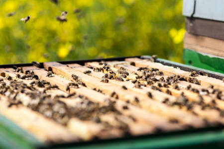 bees on honeycomb in a beehive. の写真素材