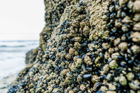 A lot of blue mussel on a rock at Annestown beach.
