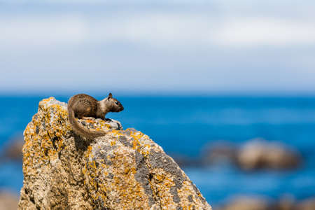 A solitary California ground squirrel Otospermophilus beecheyi keeps an eye out for something.の写真素材