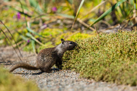 California ground squirrel Otospermophilus beecheyi is gnawing wildflowers.の写真素材