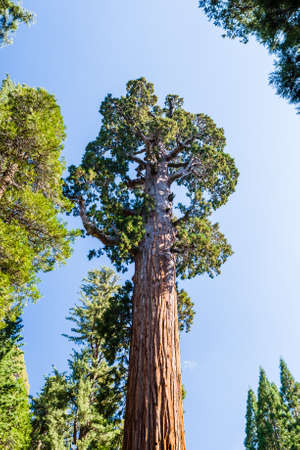 Giant sequoia tree, Sequoiadendron giganteum, in Sequoia National Park, California, USA.の写真素材