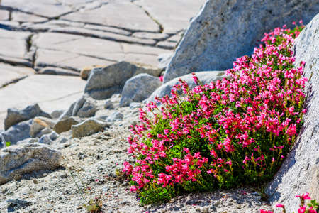Tioga Pass is a mountain pass in the Sierra Nevada mountains. State Route 120 runs through it, and serves as the eastern entry point for Yosemite National Park, at the Tioga Pass Entrance Station.の写真素材