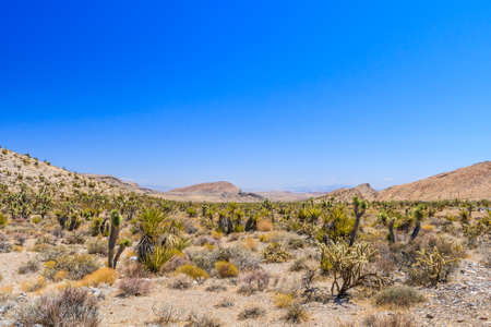 Majestic sandstone escarpment dominates the Red Rock Canyon National Conservation Area. Narrow canyons along the escarpment are popular day-hike destinations.の写真素材