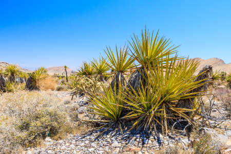 Majestic sandstone escarpment dominates the Red Rock Canyon National Conservation Area. Narrow canyons along the escarpment are popular day-hike destinations.の写真素材