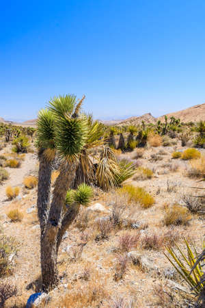 Majestic sandstone escarpment dominates the Red Rock Canyon National Conservation Area. Narrow canyons along the escarpment are popular day-hike destinations.の写真素材