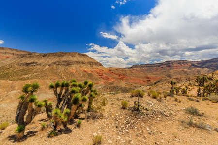 Landscape with Joshua Trees at Joshua Tree Road in the Mojave Desert near Scenic Backway.の写真素材