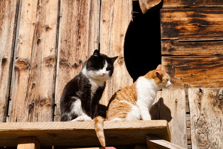 Cats Are Waitingの写真素材