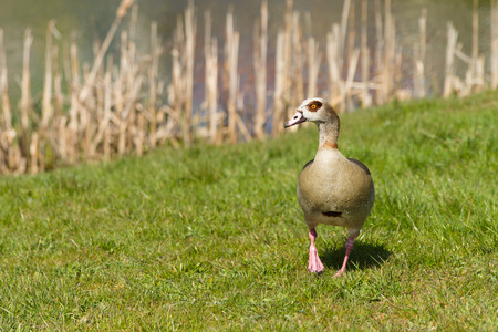 Walking Nile Goose In The Grass