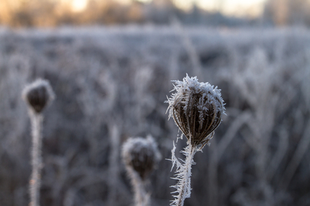 Grassland with Ice crystalの写真素材