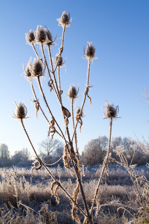 Blue Sky With Morning Frost On The Grassの写真素材