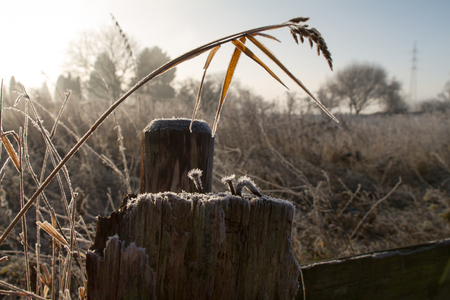 Frosty Old Nails In The Woodの写真素材