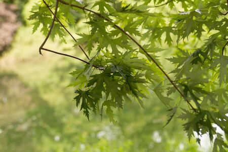 Maple Leave In Summerの写真素材