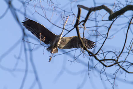 Flying Heronの写真素材