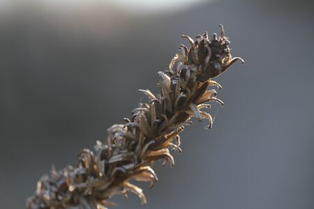 Withered Blossomの写真素材