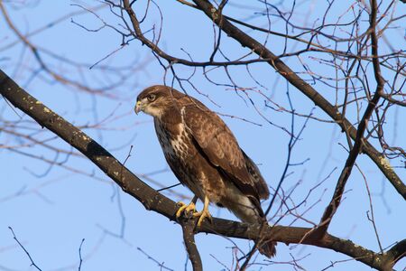 Buteo Buzzard In The Tree / Birdの写真素材