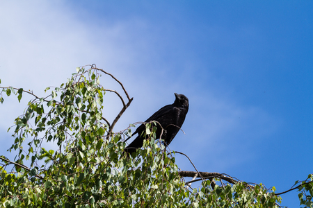 Black Crow On Top Of A Treeの写真素材