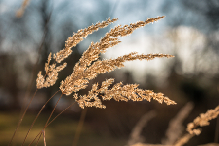 Golden Meadow At Sundownの写真素材