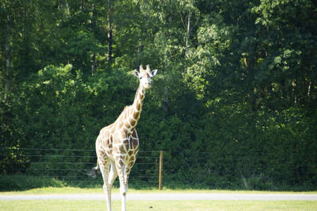 Kleine Safariの写真素材