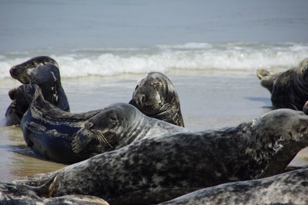 Seals on the beach of Helgolandの写真素材