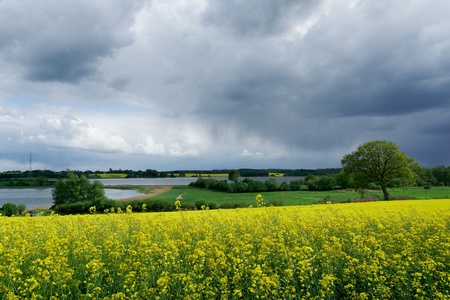 Field of full of rapeseeds in Schleswig-Holsteinの写真素材